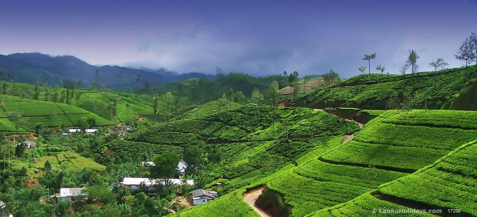 Wonder of Asia  5Ds-4Ns